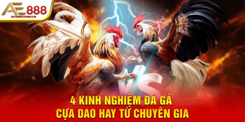 Kinh Nghiệm Đặt Kèo Đá Gà Cựa Dao Hay Nhất: Từ Mẹo Chọn Kèo Đến Chiến Thuật Giành Chiến Thắng 5 Kinh Nghiệm Đọc Tướng Gà Cựa Dao Trước Khi Xuống Tiền