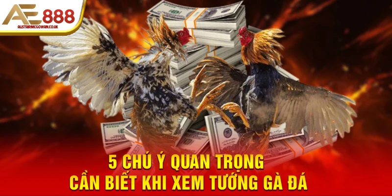 Tóm Lại: Checklist Xem Tướng Gà Đá Hay Cho Sư Kê