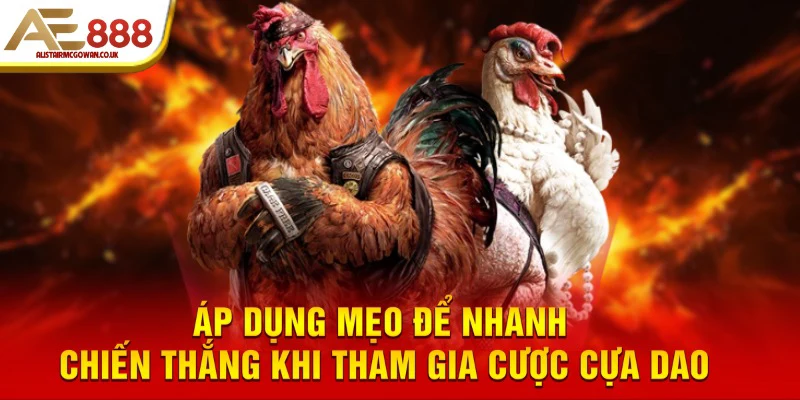 Chiến Kê Trong Đá Gà Cựa Dao Cần Đáp Ứng Những Tiêu Chí Gì?