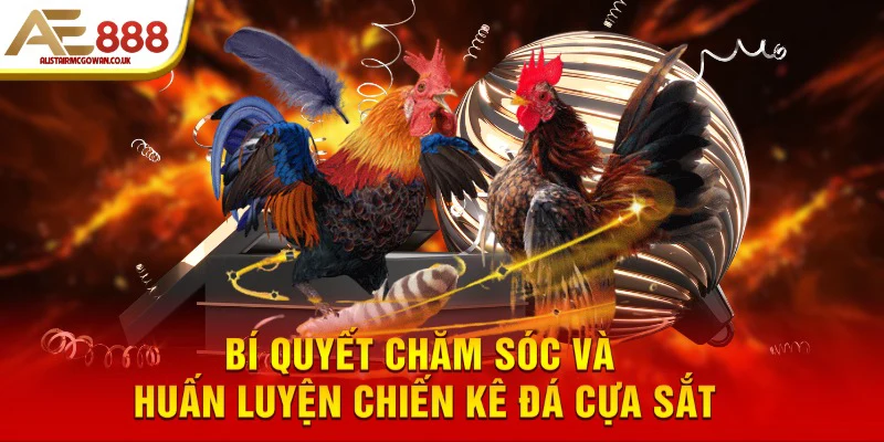 Bí Quyết Nhận Biết Gà Đá Cựa Sắt Thuần Chủng Và Những Điều Sư Kê Lão Làng Không Nói Thẳng