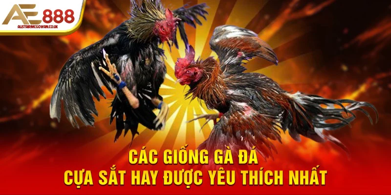 Top 10 Giống Gà Đá Cựa Sắt Hay Nhất Hiện Nay