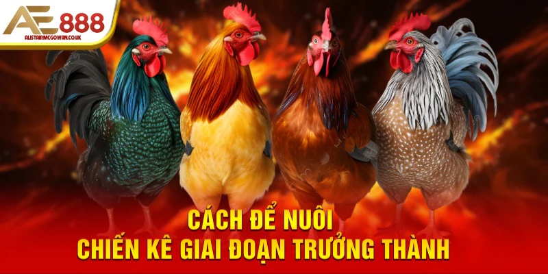 Cách Xác Định Tuổi Gà Đá Qua Lông Trục Và Lông Tuổi