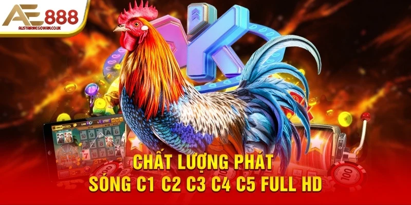 Làm Thế Nào Để Xem Trực Tiếp Đá Gà C1–C5 Thomo Uy Tín Hôm Nay?