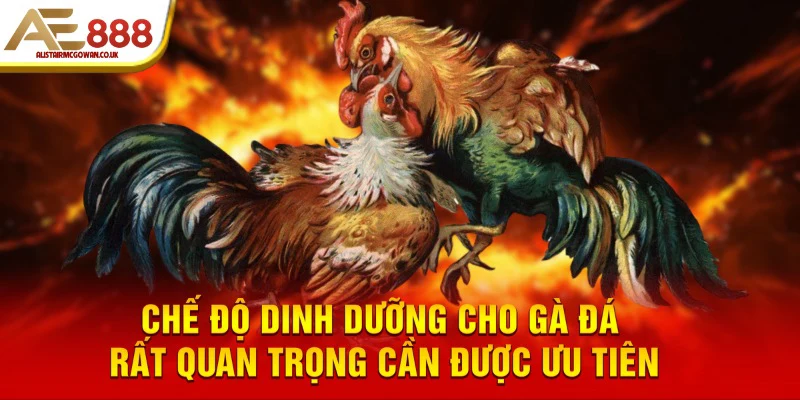 Chế Độ Dinh Dưỡng Nào Hỗ Trợ Huấn Luyện Gà Đá Hiệu Quả Nhất?