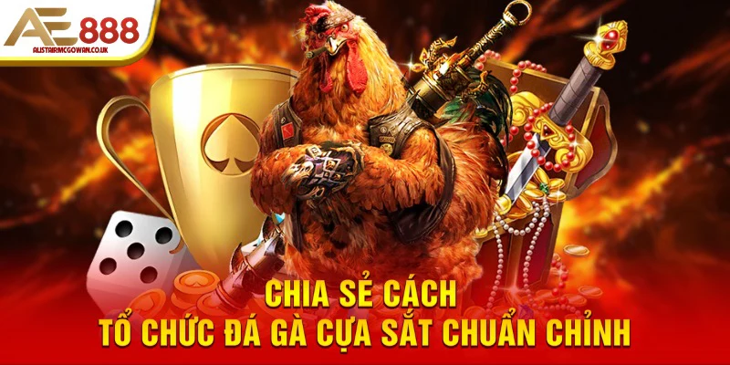 Luật Đá Gà Cựa Sắt Được Quy Định Như Thế Nào?