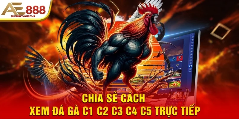 Xem Đá Gà Trực Tiếp C1–C5 Trên Điện Thoại Có Được Không?