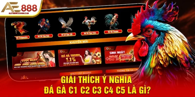 Đá Gà C1 C2 C3 C4 C5 Là Gì?