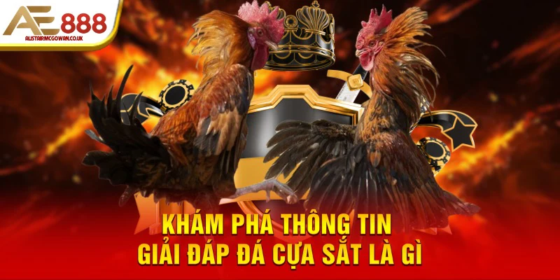 Gà Đá Cựa Sắt Là Gì? Tại Sao Giống Gà Quyết Định 50% Chiến Thắng?