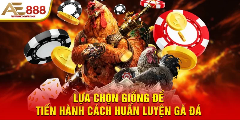 Gà Đá Cần Đạt Những Tiêu Chuẩn Thể Lực Nào Trước Khi Vào Thực Chiến?