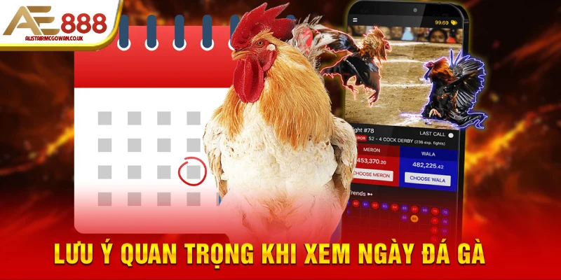 Ngoài Xem Ngày, Sư Kê Cần Chuẩn Bị Gì Thêm Để Chiến Kê Đạt Phong Độ Cao Nhất?