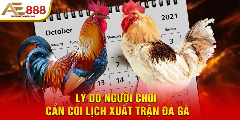 Xem Ngày Đá Gà Là Gì Và Tại Sao Sư Kê Cần Áp Dụng?