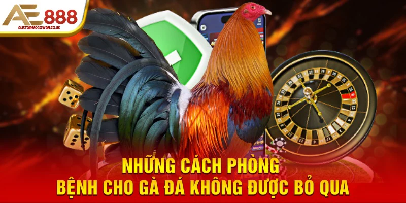 Gà Đá thường mắc những bệnh gì và tại sao cần phòng bệnh sớm?