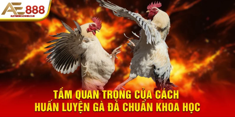 Chế độ chăm sóc & vệ sinh chuồng trại đúng chuẩn để phòng bệnh cho gà đá