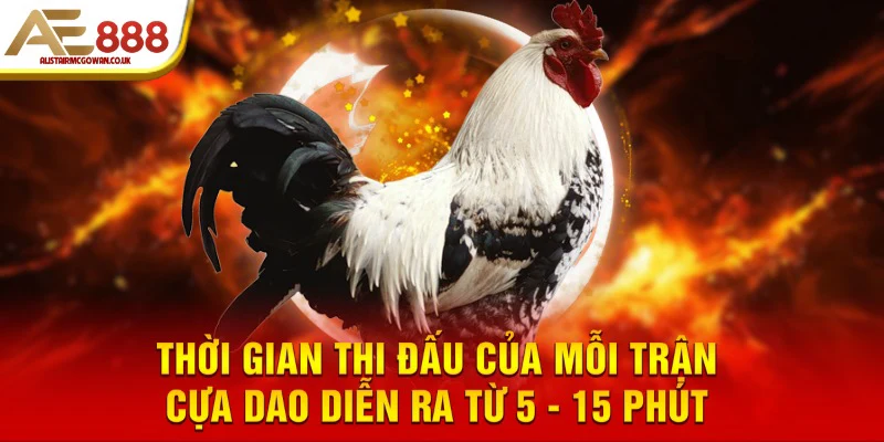 Luật Thi Đấu Đá Gà Cựa Dao Gồm Những Gì?