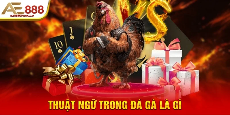 Thuật Ngữ Đá Gà Là Gì Và Tại Sao Cần Phải Biết?