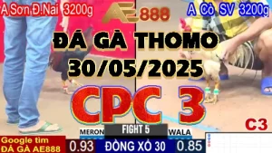 Phát Lại Video Đá Gà Trực Tiếp C3 - 30/05/2025