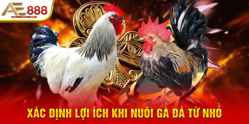 Gà Đá Là Gì? Tại Sao Cần Nuôi Từ Nhỏ Để Có Chiến Kê Mạnh?