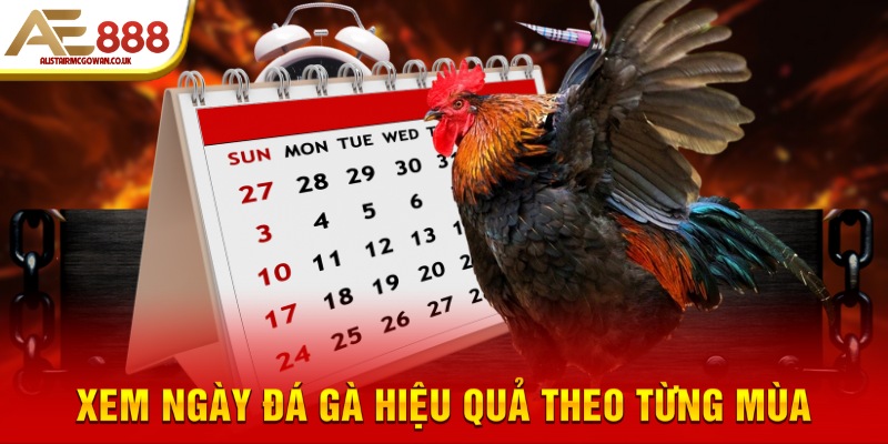 Xem Ngày Đá Gà Theo 4 Mùa Trong Năm Áp Dụng Như Thế Nào?