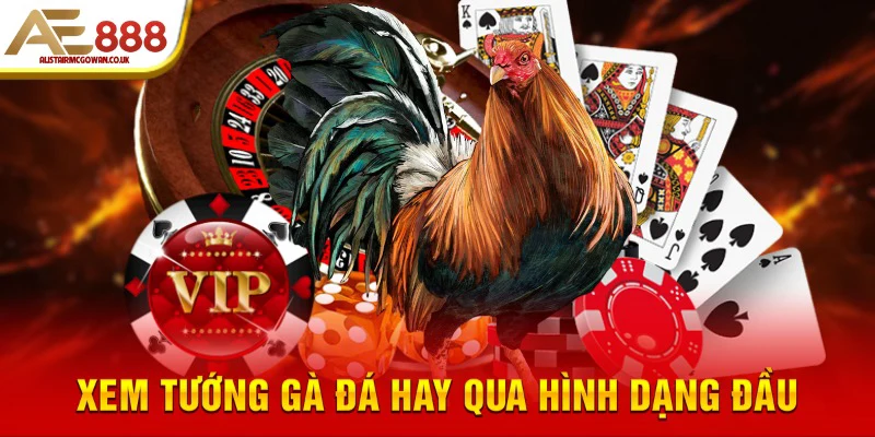 Xem Tướng Gà Đá Là Gì? Tại Sao Sư Kê Nào Cũng Phải Biết?