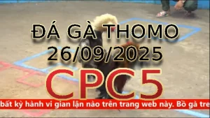 Video phát lại đá gà trực tiếp CPC5 ngày 26 /09/2025