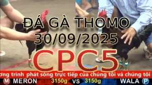 Video phát lại đá gà trực tiếp CPC5 ngày 30/09/2025