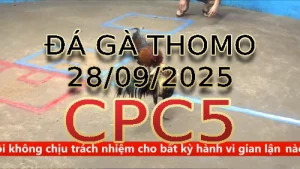 Video phát lại đá gà trực tiếp CPC5 ngày 28 /09/2025