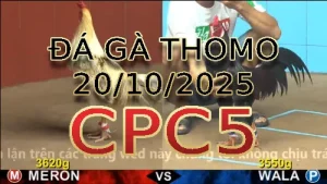 Video phát lại đá gà trực tiếp CPC5 ngày 20/10/2025