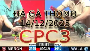 Video phát lại đá gà trực tiếp CPC3 ngày 14122025
