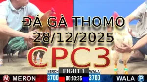 Video phát lại đá gà trực tiếp CPC3 ngày 28122025