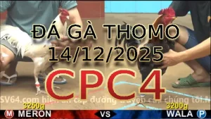 Video phát lại đá gà trực tiếp CPC4 ngày 14122025