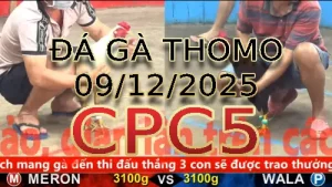 Video phát lại đá gà trực tiếp CPC5 ngày 09122025