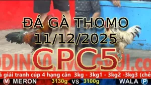 Video phát lại đá gà trực tiếp CPC5 ngày 11122025