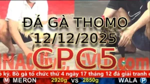 Video phát lại đá gà trực tiếp CPC5 ngày 12122025