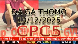 Video phát lại đá gà trực tiếp CPC5 ngày 13122025