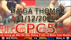 Video phát lại đá gà trực tiếp CPC5 ngày 31122025