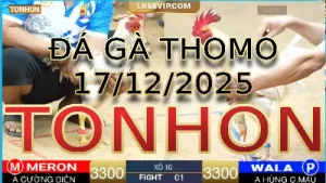 Video phát lại đá gà trực tiếp TONHON ngày 17122025