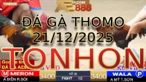 Video phát lại đá gà trực tiếp TONHON ngày 21122025