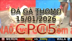 Video phát lại đá gà trực tiếp CPC5 ngày 15012026