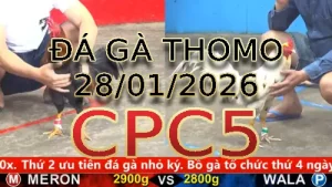 Video phát lại đá gà trực tiếp CPC5 ngày 28012026