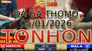 Video phát lại đá gà trực tiếp TONHON ngày 05012026