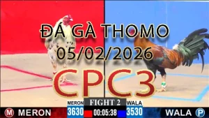 Video phát lại đá gà trực tiếp CPC3 ngày 05022026