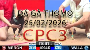 Video phát lại đá gà trực tiếp CPC3 ngày 25022026