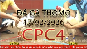 Video phát lại đá gà trực tiếp CPC4 ngày 17022026