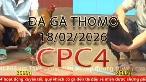 Video phát lại đá gà trực tiếp CPC4 ngày 18022026