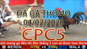 Video phát lại đá gà trực tiếp CPC5 ngày 04022026