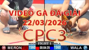 [Gà Đá Giải] Video phát lại đá gà trực tiếp CPC3 ngày 22032026