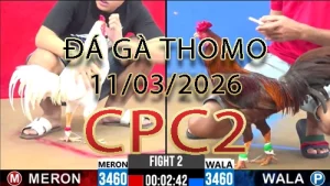 Video phát lại đá gà trực tiếp CPC2 ngày 11032026