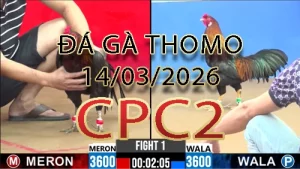 Video phát lại đá gà trực tiếp CPC2 ngày 14032026