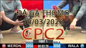 Video phát lại đá gà trực tiếp CPC2 ngày 16032026