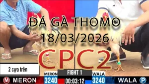 Video phát lại đá gà trực tiếp CPC2 ngày 18032026